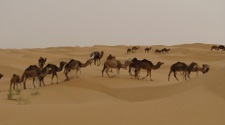 camels-2614827_1920