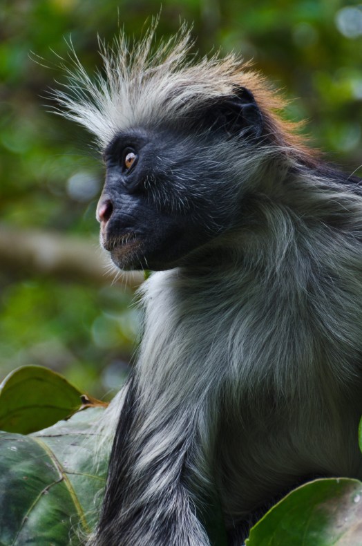 red-colobus-monkey-1373883_1920