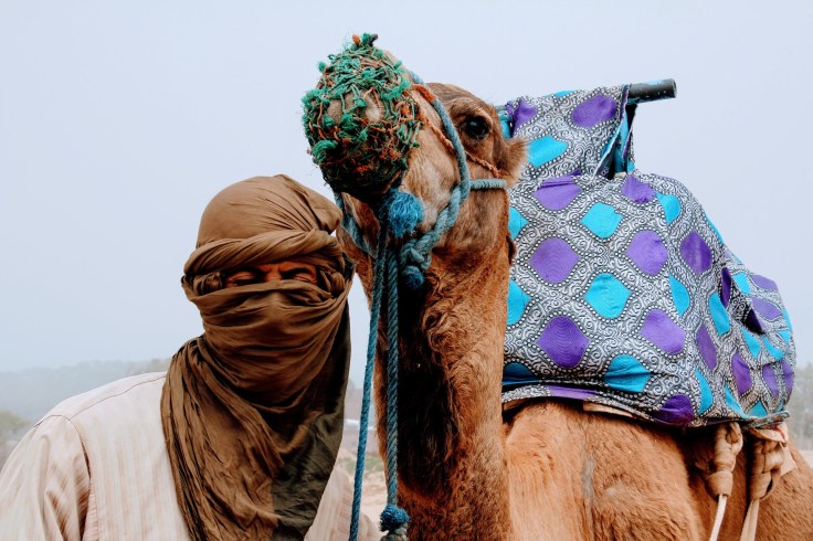 camel-2465551_1920